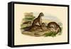 Tigers, 1833-39-null-Framed Stretched Canvas