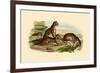 Tigers, 1833-39-null-Framed Giclee Print
