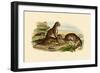 Tigers, 1833-39-null-Framed Giclee Print