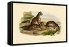 Tigers, 1833-39-null-Framed Stretched Canvas