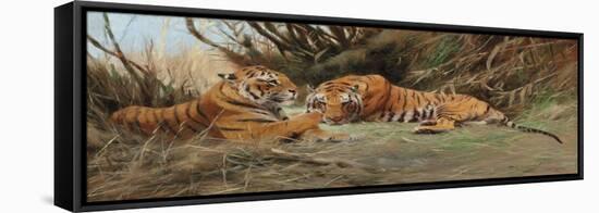 Tigers at Dawn, 1913-Wilhelm Kuhnert-Framed Stretched Canvas