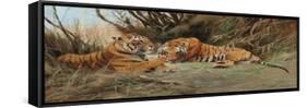 Tigers at Dawn, 1913-Wilhelm Kuhnert-Framed Stretched Canvas