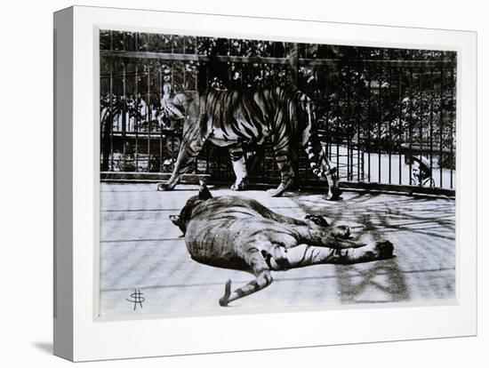 Tigers at London Zoo, 1870S-English Photographer-Stretched Canvas