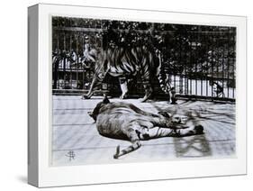 Tigers at London Zoo, 1870S-English Photographer-Stretched Canvas