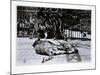 Tigers at London Zoo, 1870S-English Photographer-Mounted Giclee Print