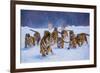 Tigers in Snow-Lantern Press-Framed Art Print