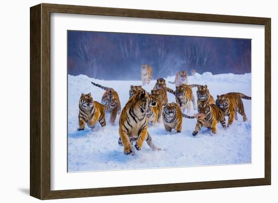 Tigers in Snow-Lantern Press-Framed Art Print