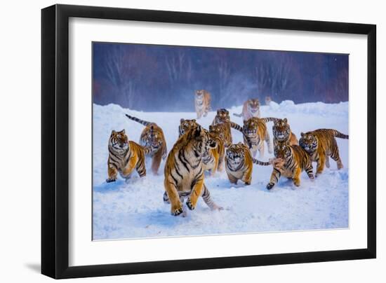 Tigers in Snow-Lantern Press-Framed Art Print