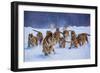 Tigers in Snow-Lantern Press-Framed Art Print