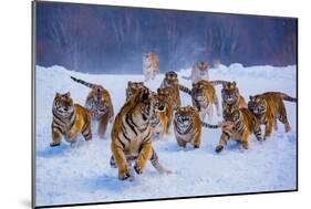 Tigers in Snow-Lantern Press-Mounted Art Print