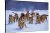 Tigers in Snow-Lantern Press-Stretched Canvas