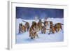 Tigers in Snow-Lantern Press-Framed Art Print