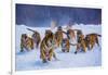 Tigers in Snow-Lantern Press-Framed Art Print