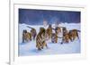 Tigers in Snow-Lantern Press-Framed Premium Giclee Print