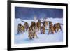 Tigers in Snow-Lantern Press-Framed Premium Giclee Print