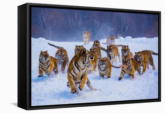 Tigers in Snow-Lantern Press-Framed Stretched Canvas