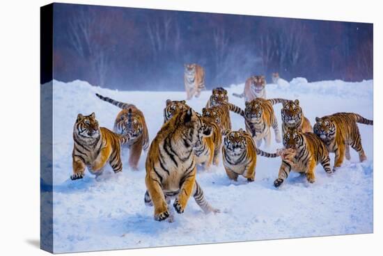 Tigers in Snow-Lantern Press-Stretched Canvas