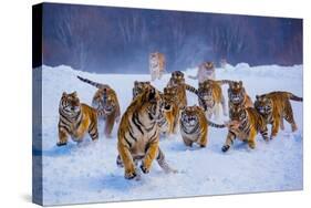 Tigers in Snow-Lantern Press-Stretched Canvas