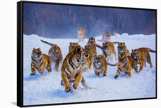 Tigers in Snow-Lantern Press-Framed Stretched Canvas