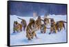 Tigers in Snow-Lantern Press-Framed Stretched Canvas