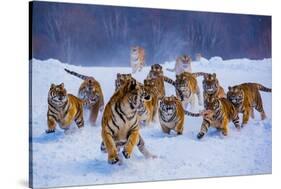 Tigers in Snow-Lantern Press-Stretched Canvas