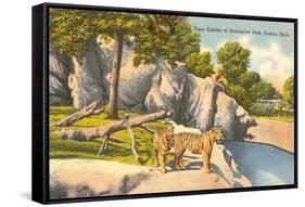 Tigers in Zoo, Detroit, Michigan-null-Framed Stretched Canvas