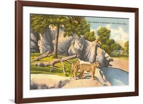 Tigers in Zoo, Detroit, Michigan-null-Framed Art Print