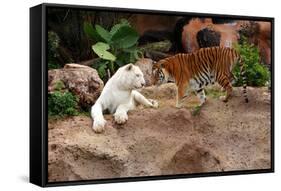 Tigers, Loro Parque, Tenerife, Canary Islands, 2007-Peter Thompson-Framed Stretched Canvas