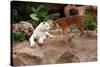 Tigers, Loro Parque, Tenerife, Canary Islands, 2007-Peter Thompson-Stretched Canvas