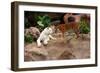 Tigers, Loro Parque, Tenerife, Canary Islands, 2007-Peter Thompson-Framed Photographic Print