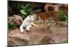 Tigers, Loro Parque, Tenerife, Canary Islands, 2007-Peter Thompson-Mounted Photographic Print