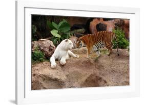 Tigers, Loro Parque, Tenerife, Canary Islands, 2007-Peter Thompson-Framed Photographic Print