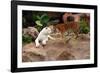 Tigers, Loro Parque, Tenerife, Canary Islands, 2007-Peter Thompson-Framed Photographic Print