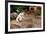 Tigers, Loro Parque, Tenerife, Canary Islands, 2007-Peter Thompson-Framed Photographic Print