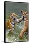 Tigers Play Fighting in Water, Indochinese Tiger, Thailand-Peter Adams-Framed Stretched Canvas