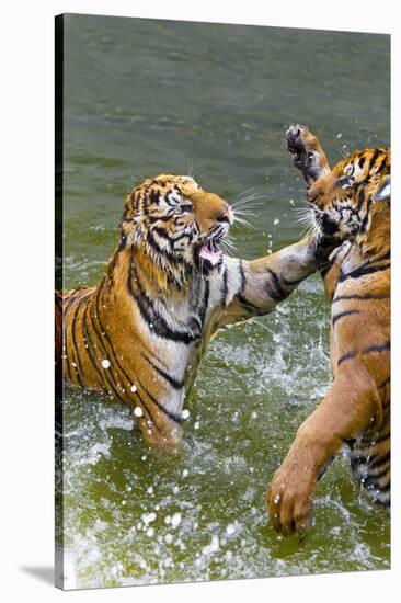 Tigers Play Fighting in Water, Indochinese Tiger, Thailand-Peter Adams-Stretched Canvas