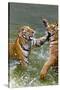 Tigers Play Fighting in Water, Indochinese Tiger, Thailand-Peter Adams-Stretched Canvas