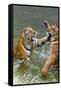 Tigers Play Fighting in Water, Indochinese Tiger, Thailand-Peter Adams-Framed Stretched Canvas