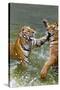 Tigers Play Fighting in Water, Indochinese Tiger, Thailand-Peter Adams-Stretched Canvas