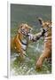 Tigers Play Fighting in Water, Indochinese Tiger, Thailand-Peter Adams-Framed Premium Photographic Print