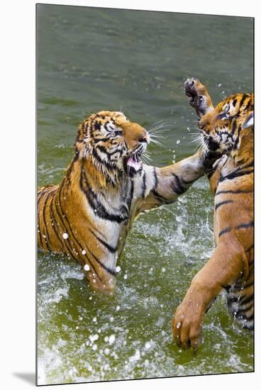 Tigers Play Fighting in Water, Indochinese Tiger, Thailand-Peter Adams-Mounted Premium Photographic Print