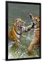 Tigers Play Fighting in Water, Indochinese Tiger, Thailand-Peter Adams-Framed Premium Photographic Print