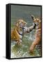 Tigers Play Fighting in Water, Indochinese Tiger, Thailand-Peter Adams-Framed Stretched Canvas