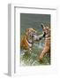 Tigers Play Fighting in Water, Indochinese Tiger, Thailand-Peter Adams-Framed Photographic Print
