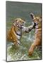 Tigers Play Fighting in Water, Indochinese Tiger, Thailand-Peter Adams-Mounted Photographic Print