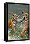 Tigers Play Fighting in Water, Indochinese Tiger, Thailand-Peter Adams-Framed Stretched Canvas