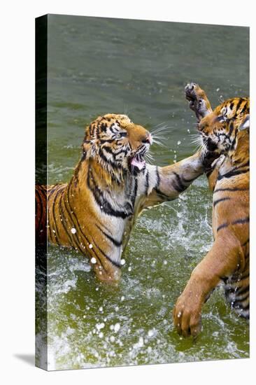 Tigers Play Fighting in Water, Indochinese Tiger, Thailand-Peter Adams-Stretched Canvas