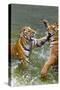 Tigers Play Fighting in Water, Indochinese Tiger, Thailand-Peter Adams-Stretched Canvas