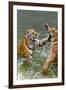 Tigers Play Fighting in Water, Indochinese Tiger, Thailand-Peter Adams-Framed Premium Photographic Print