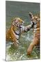 Tigers Play Fighting in Water, Indochinese Tiger, Thailand-Peter Adams-Mounted Premium Photographic Print